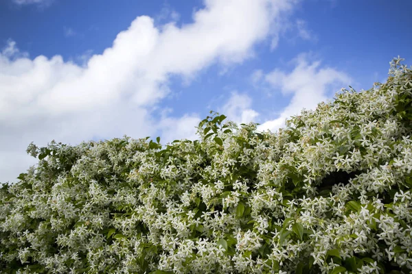 De witte jasmijn bloem — Stockfoto