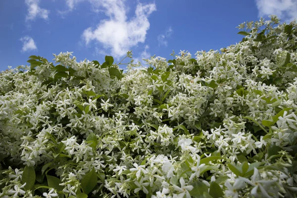 The white jasmine flower — Stock Photo, Image