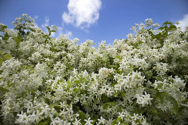 Die weiße Jasminblüte — Stockfoto