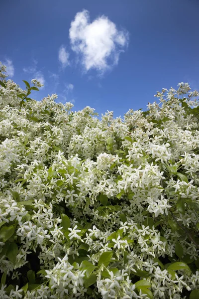 De witte jasmijn bloem — Stockfoto