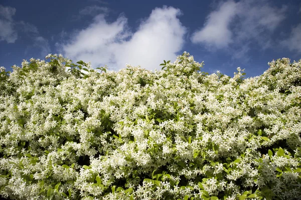Die weiße Jasminblüte — Stockfoto