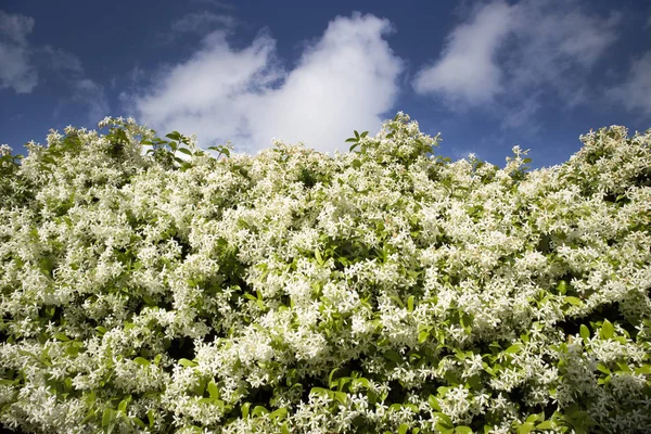 De witte jasmijn bloem — Stockfoto