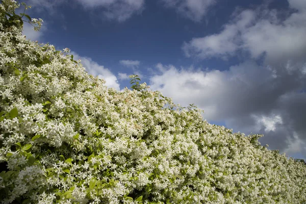 De witte jasmijn bloem — Stockfoto