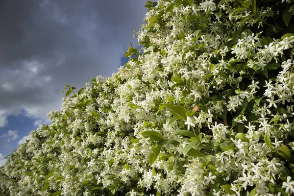 De witte jasmijn bloem — Stockfoto