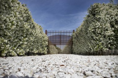 Avenue çiçek açan Yasemin ile