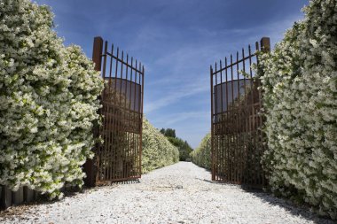 Avenue çiçek açan Yasemin ile