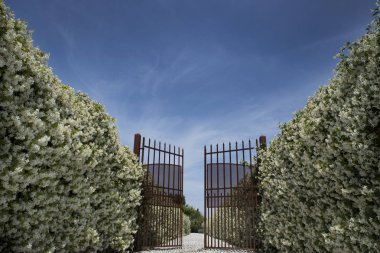 Avenue çiçek açan Yasemin ile