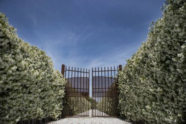 Avenue çiçek açan Yasemin ile