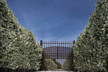 Avenue çiçek açan Yasemin ile