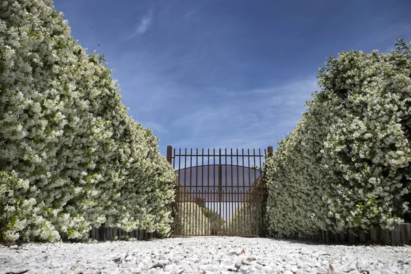 Avenue with blooming jasmine — Stock Photo, Image