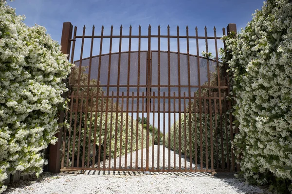 Avenue with blooming jasmine — Stock Photo, Image