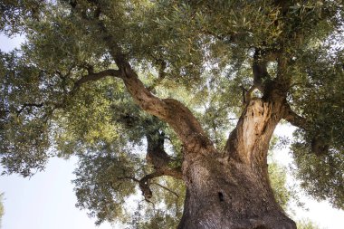 İtalya'nın laik zeytin