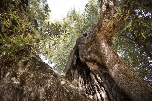 Aceitunas seculares de Italia — Foto de Stock