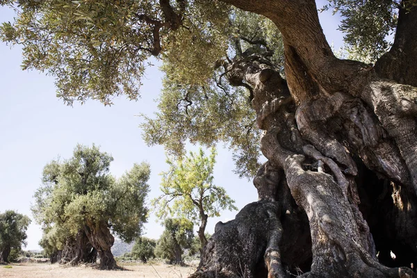 İtalya'nın laik zeytin