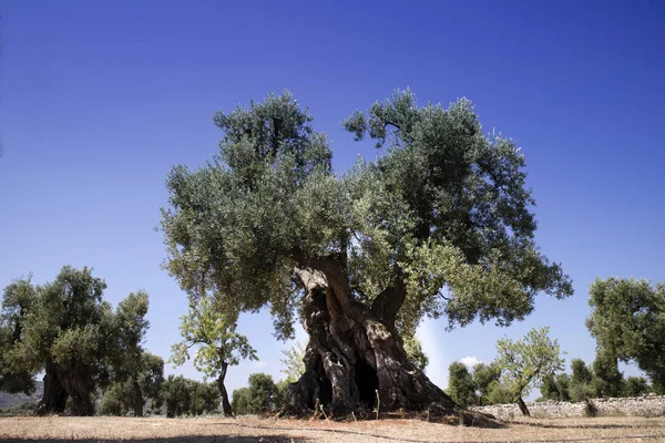 Olive secolari d'Italia — Foto Stock