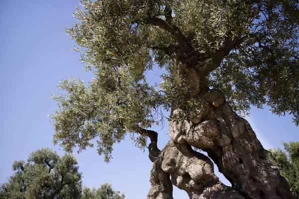 Светские маслины Италии — стоковое фото