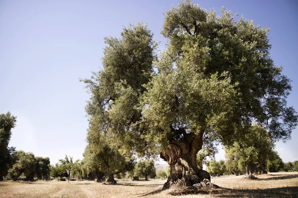 Olive secolari d'Italia — Foto Stock