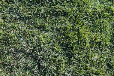 Yeşil çimenli çimenler