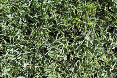 Yeşil çimenli çimenler