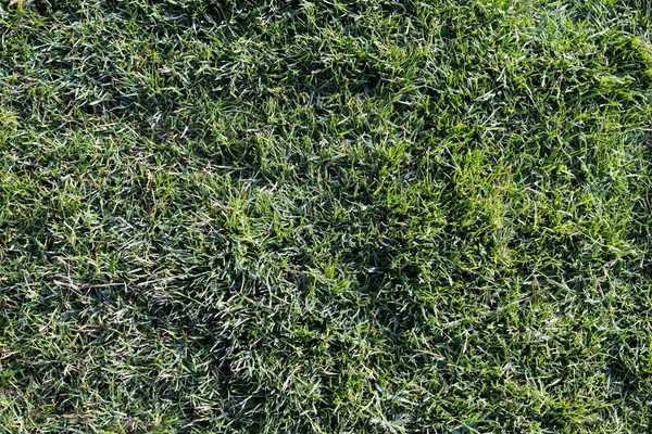 Yeşil çimenli çimenler