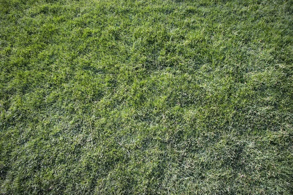 Lawn with green grass — Stock Photo, Image