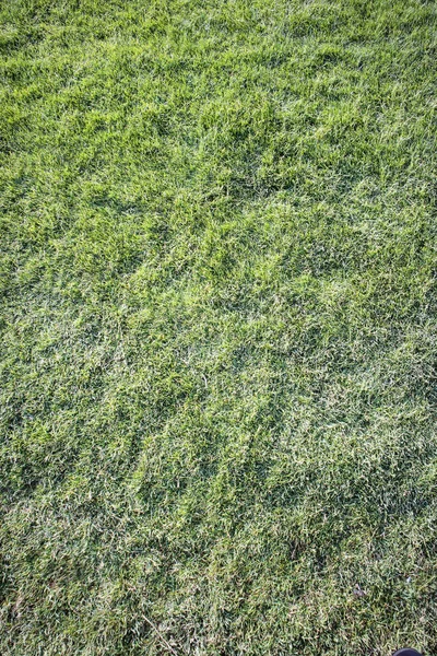 Rasen mit grünem Gras — Stockfoto