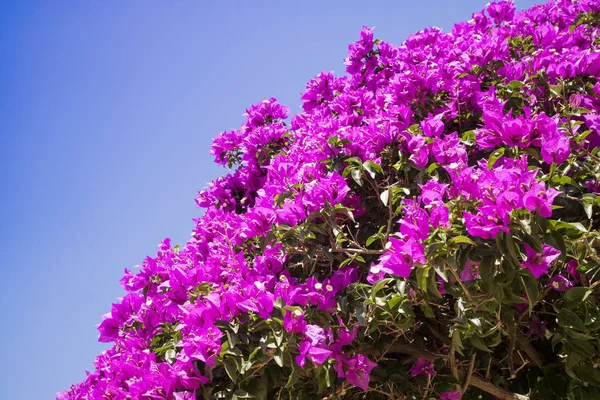 Blütezeit der Bouganville — Stockfoto