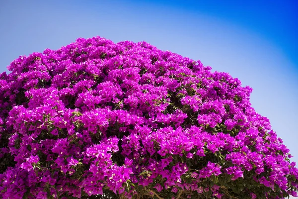 Blütezeit der Bouganville — Stockfoto
