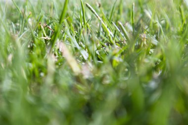 Taze yeşil çimenler