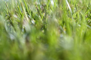 Taze yeşil çimenler