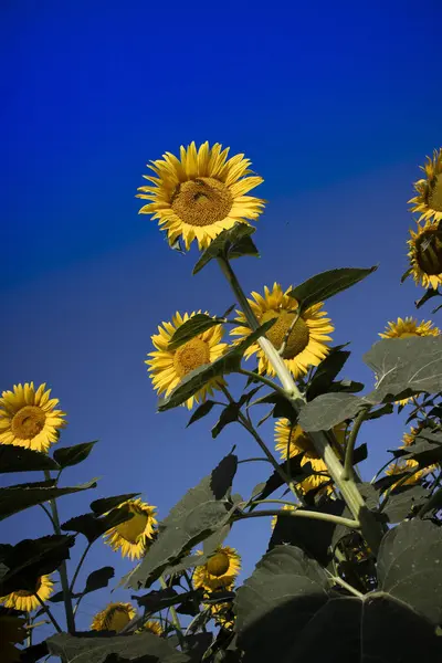 Żółty kwiat słonecznika — Zdjęcie stockowe