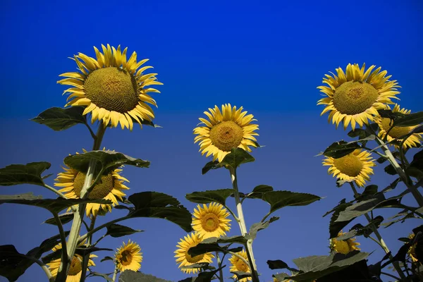 Żółty kwiat słonecznika — Zdjęcie stockowe