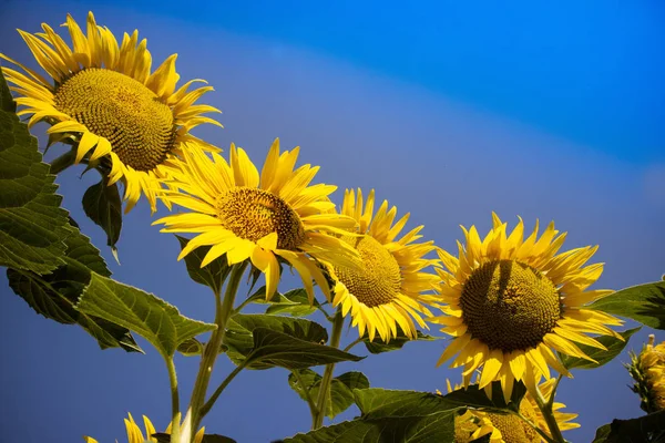 ヒマワリの黄色の花 — ストック写真