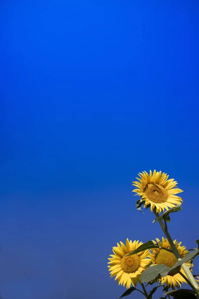 Жовта квітка соняшнику — стокове фото