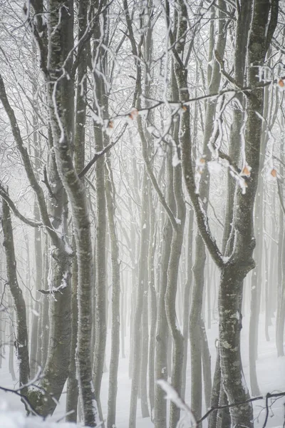 El bosque en invierno — Foto de Stock