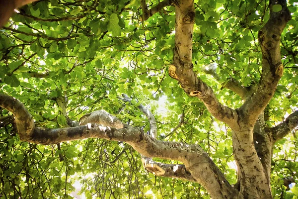 Fig tree in vegetation — Stock Photo, Image