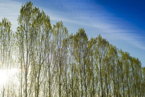 一排杨树对光 — 图库照片