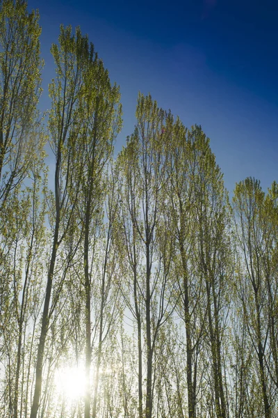 Row of poplars against the light — Stock Photo, Image