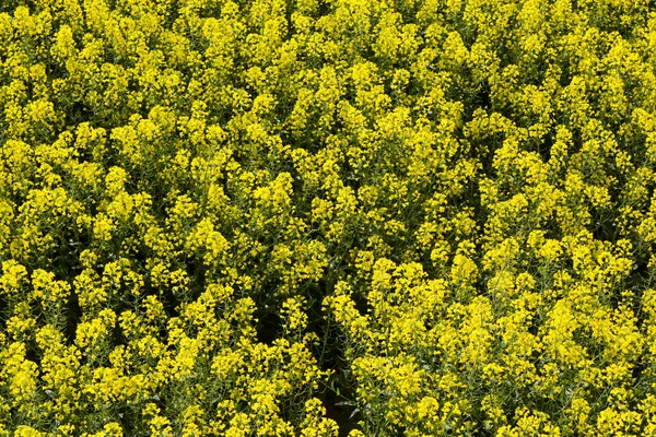 Un campo amarillo de Colza —  Fotos de Stock