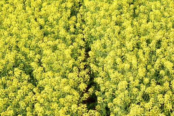 Un campo amarillo de Colza —  Fotos de Stock