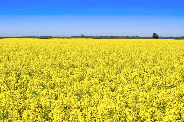 A yellow field of Colza — Stock Photo, Image