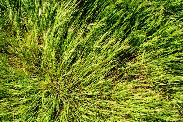 Våren grönt gräs — Stockfoto