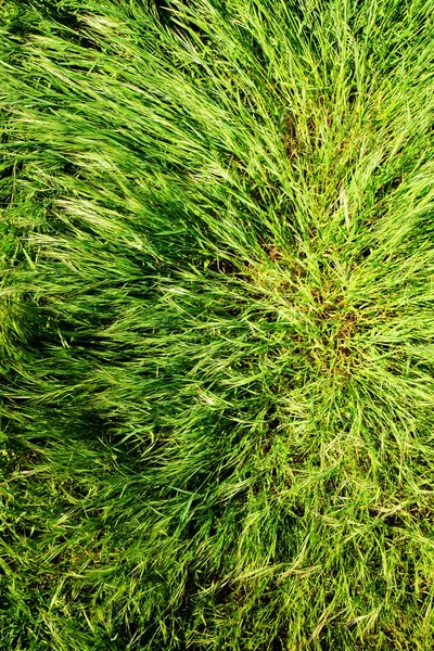 Primavera grama verde — Fotografia de Stock