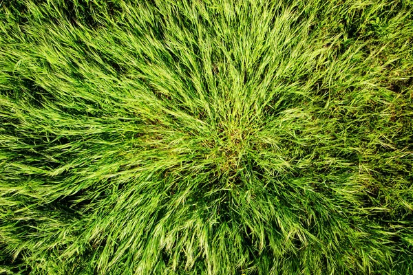 Jarní zelené trávy — Stock fotografie