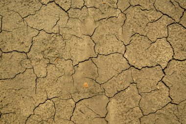 Kuraklık tarafından zarar görmüş arazi