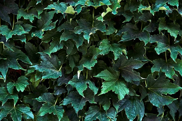 Green ivy leaves. Close-up high resolution pattern, background