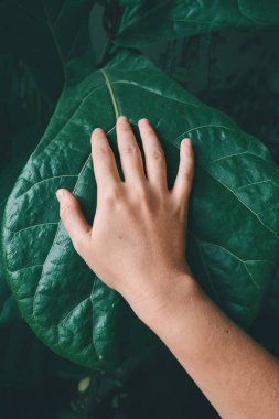 Kadın kolunun üst görüntüsü tropikal bitkinin büyük yaprağına dokunuyor. Çevre koruma, bakım ve sera etkisi kavramı