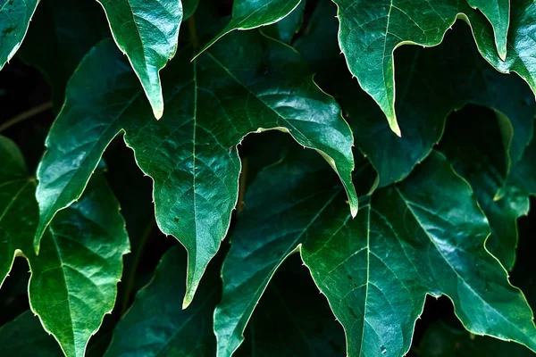 Green ivy leaves. Close-up high resolution pattern, background