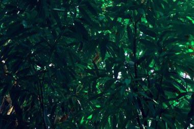 Tropik bitkiler iz bırakır. Arkaplan, çevre koruma, yağmur ormanları.