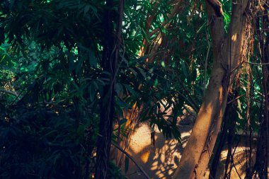 Tropik bitkiler iz bırakır. Arkaplan, çevre koruma, yağmur ormanları.